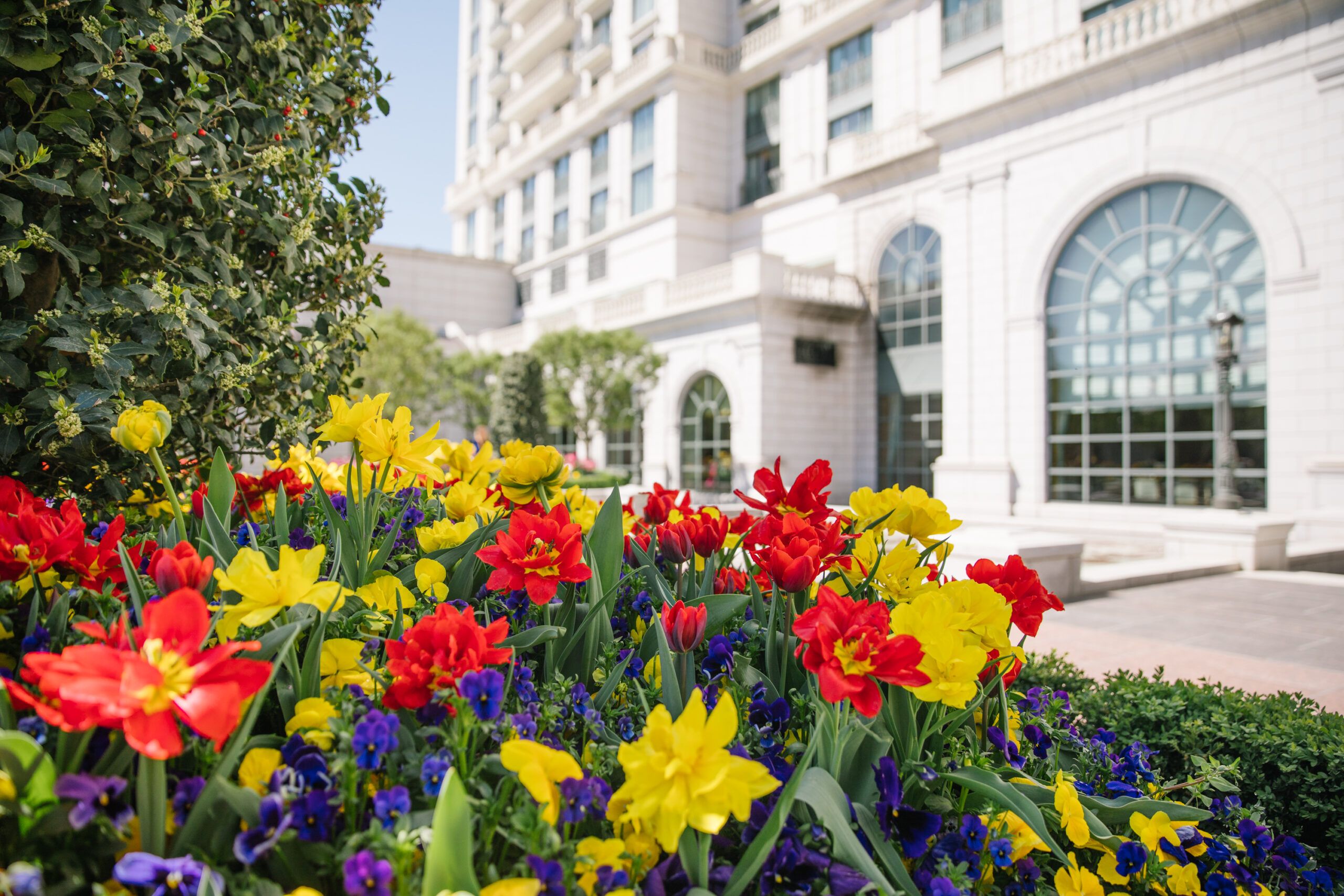 Faces of The Grand: Dirk Van Wagoner & The Grand Tulip Display